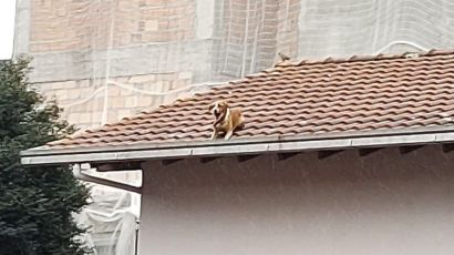 Cão fica preso em telhado e mobiliza equipe do Corpo de Bombeiros de Xanxerê
