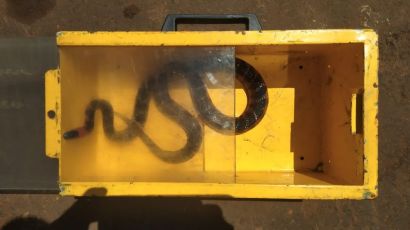 Cobra é capturada no interior de residência em Xanxerê