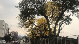 Álbum de fotos Arvores floridas em Xanxerê
